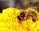 Ong có thể phát hiện và phân biệt các tín hiệu điện từ các bông hoa