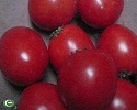Cà chua chín đỏ đẹp nhờ hóa chất Trung Quốc?